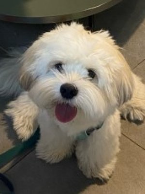 Gugu