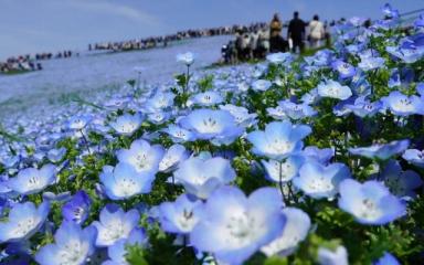 Hitachi Seaside Park Nemophila Bloom 2026: The 2-Hour Day Trip from Tokyo You’ll Feel in Your Chest