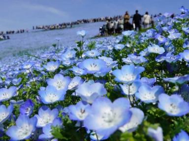 Hitachi Seaside Park Nemophila Bloom 2026: The 2-Hour Day Trip from Tokyo You’ll Feel in Your Chest