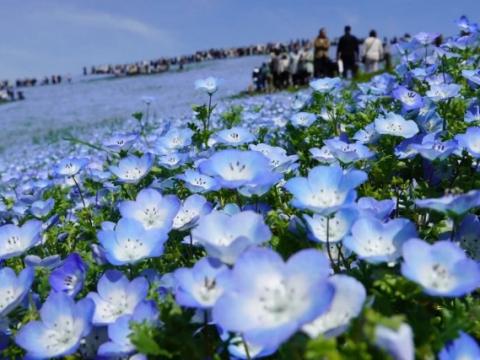 Hitachi Seaside Park en primavera: el mar azul de Nemophila a 2 horas de Tokyo
